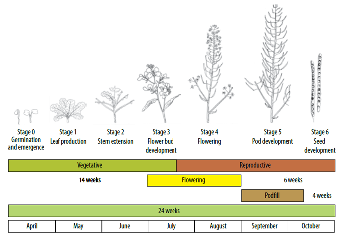 this figure shows the different growth stages for brassica napus, from germination to seed development. this figure is adapted for the australian environment, with germination in april and seed development starting in september. 