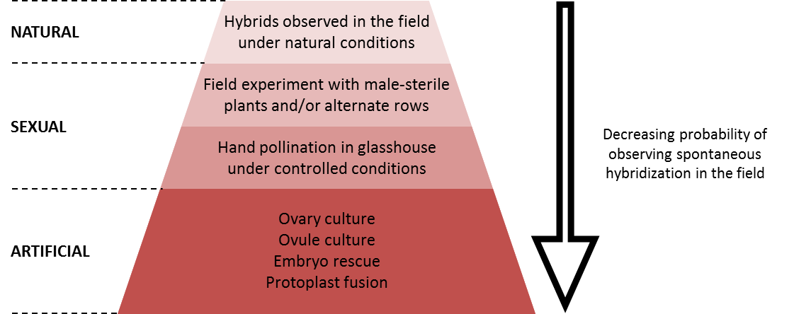 this figures describes the methods used to produce intraspecific, interspecific and intergeneric hybrids and indicates the probability of observing such hyrbids in the field, through spontaneous hybridization. 