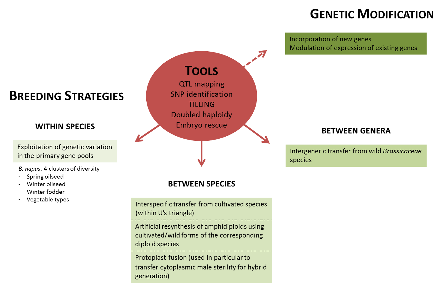 breeding strategies and tools to improve canola varieties are described. breeding strategies include intraspecific, intrageneric and intergeneric crosses. genetic modification is also described. 