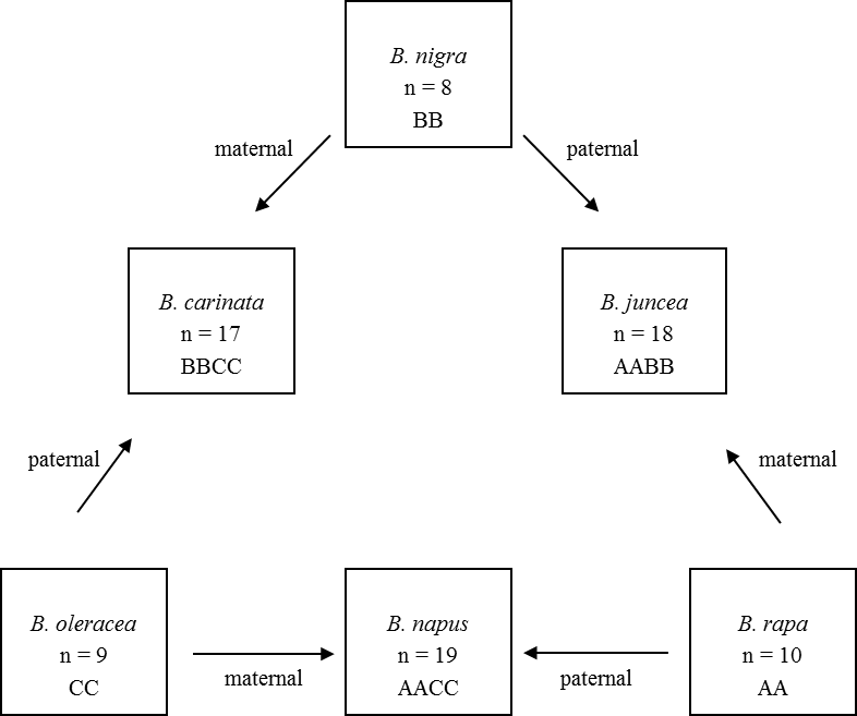 paternal and maternal lineages of brassica napus, brassica juncea and brassica carinata are represented, as well as their genomic constitution. 