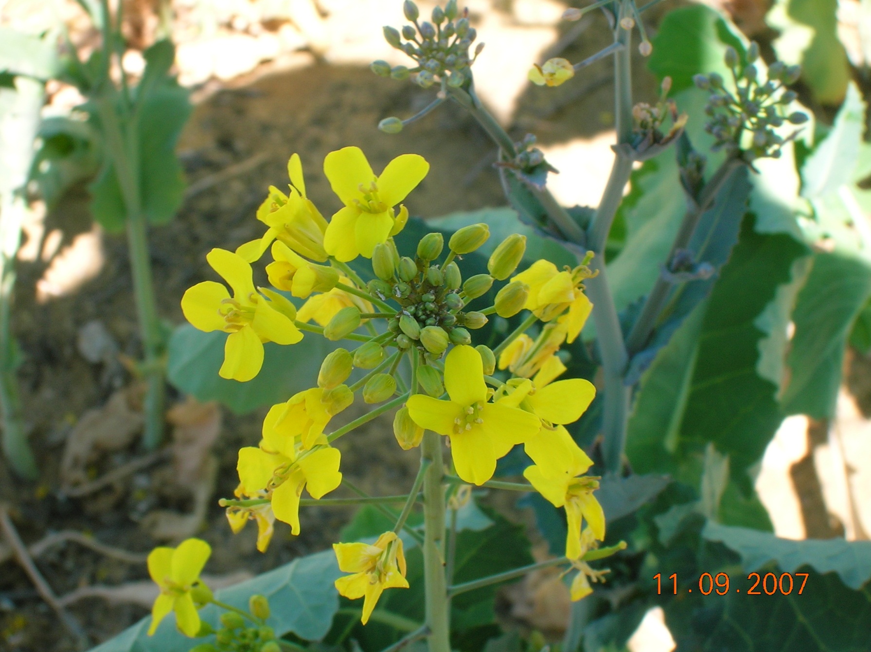 close up picture of an inflorescence, showing open flowers and buds. 