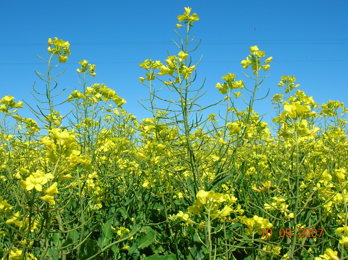 this is a picture of flowering canola in the field