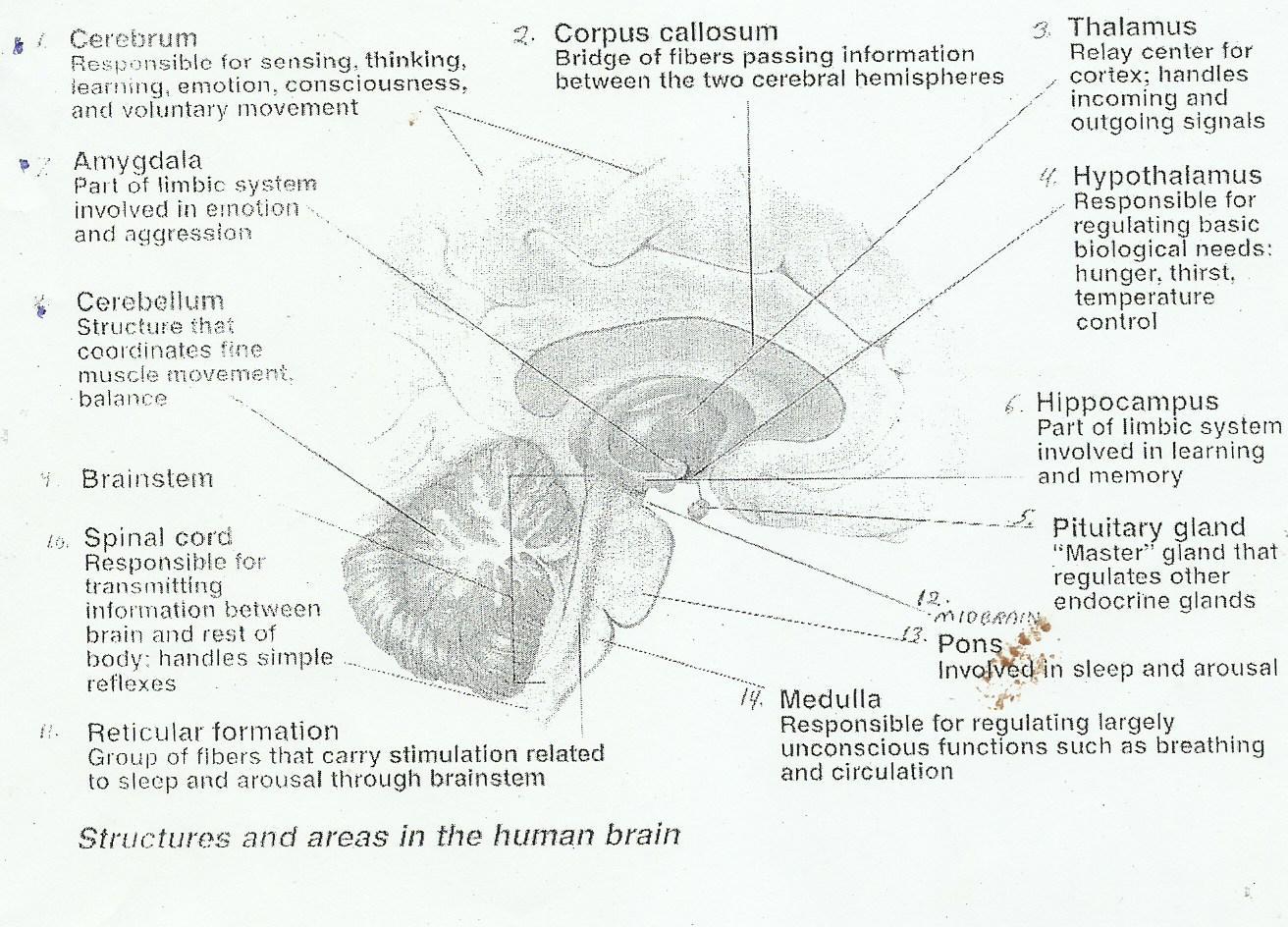 description: e:\brain 01.jpg