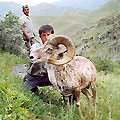 hunting board of uzbekistan