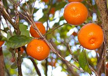 http://upload.wikimedia.org/wikipedia/commons/thumb/7/70/calamondin_in_our_front_yard.jpg/220px-calamondin_in_our_front_yard.jpg