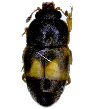 carpophilus hemipterus