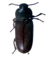 tenebrio molitor