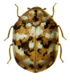 anthrenus flavipes