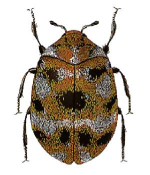 anthrenus museorum