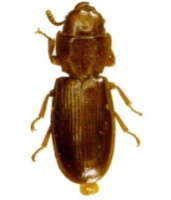 tenebroides mauritanicus