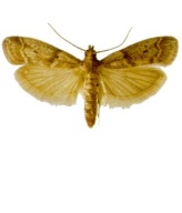 ephestia elutella