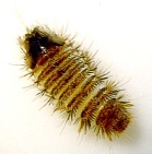 anthrenus museorum larvae