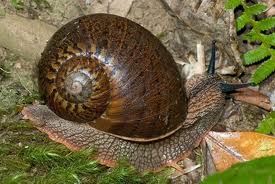 snail 2