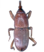 sitophilus granarius