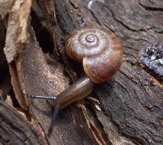 snail 1