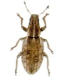 sitona discoideus