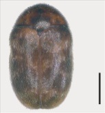 trogoderma inclusum