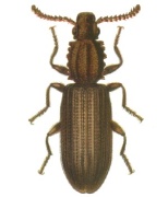 oryzaephilus mercator