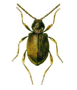 ptinus tectus