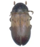 dermestes lardarius