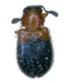 necrobia ruficollis