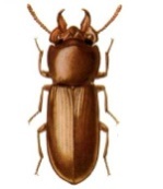 gnatocerus cornutus