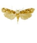 endrosis sarcitrella