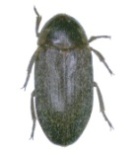 dermestes maculatus