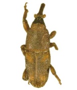 sitophilus oryzae