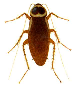 periplaneta australasiae