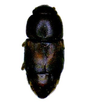 carpophilus dimidiatus