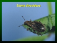 sitona discoideus