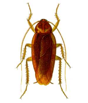 periplaneta americana