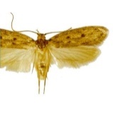 hofmannophila pseudospretella