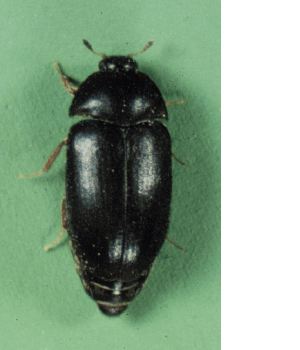 attagenus unicolor