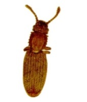 oryzaephilus surinamensis