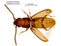 cryptolestes pusillus