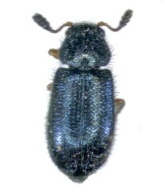 necrobia rufipes