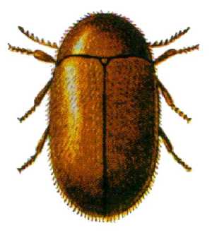 lasioderma serricorne