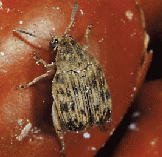 acanthoscelides obtectus 