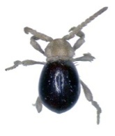 mezium americanum