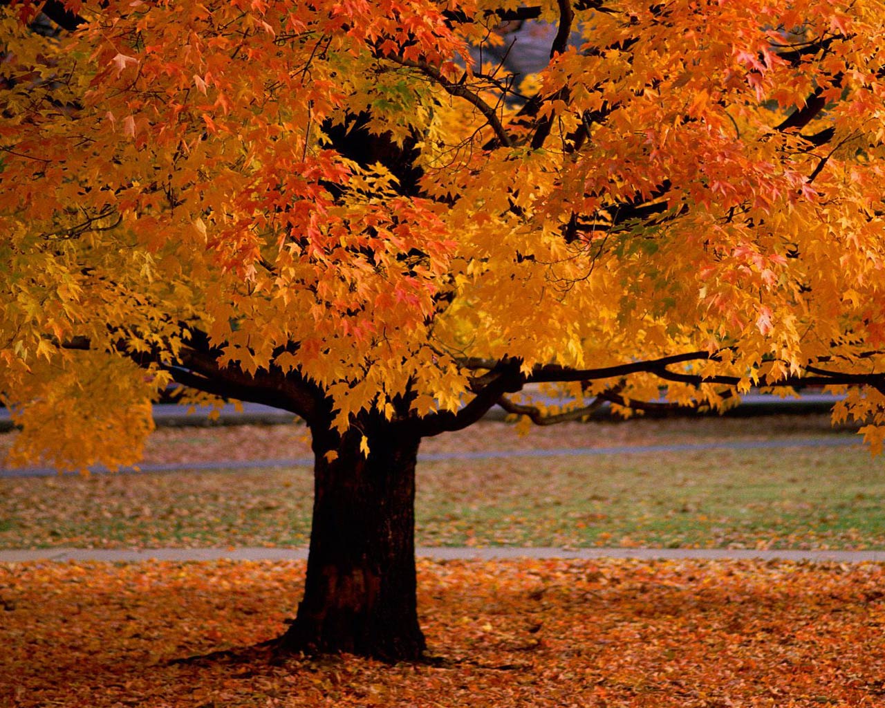 http://www.wellbeing.com.au/blog/wp-content/uploads/2011/04/autumntree.jpg