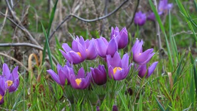 http://ak.picdn.net/shutterstock/videos/2170292/preview/stock-footage-nice-violet-flowers-in-a-forest.jpg