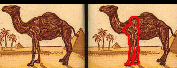 f:\anar\olumsuz\camel-25.kare-bilincalti.jpg