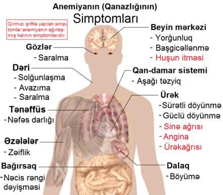 anemiyanın ( qan azlığının ) simptomları