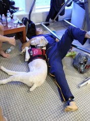 http://www.blogs.va.gov/vantage/wp-content/uploads/2015/12/a-veteran-with-service-dog-at-va-facility.jpg