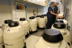 in vitro
