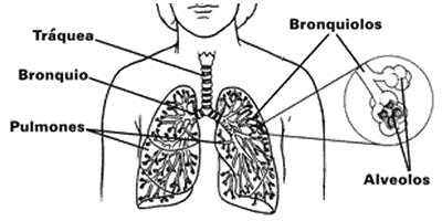 http://www.cancer.org/common/images/type11/sp_lung.gif