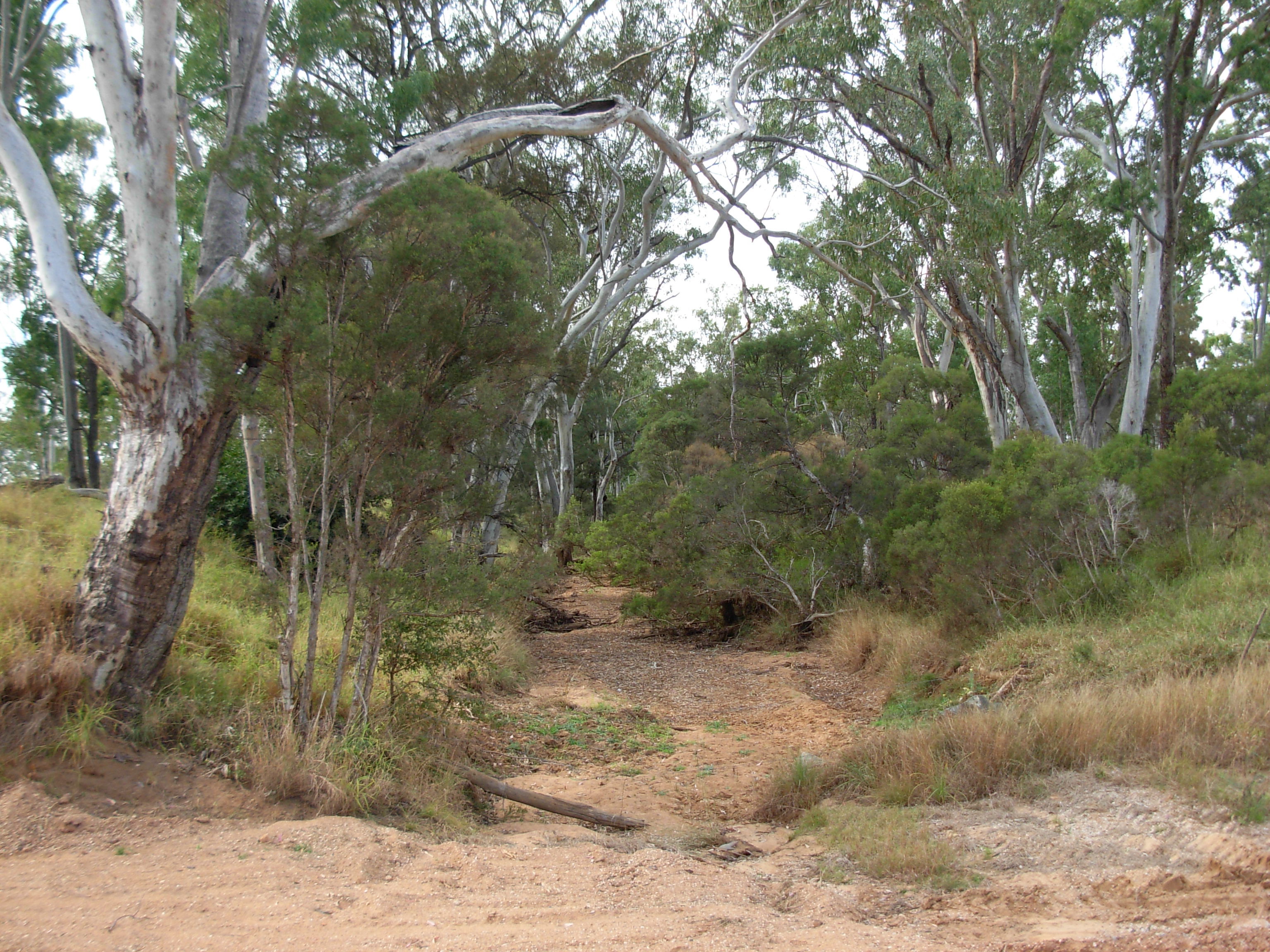 river red gum (eucalyptus camaldulensis) along carbine creek in queensland, australia.