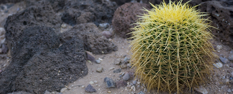 desert botanical garden